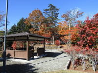 ポケットパークの紅葉