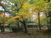 追分郷土館の紅葉