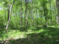 軽井沢の不動産-土地物件 / 信濃追分エリア / 追分300坪土地