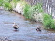 水辺で遊ぶカモの夫婦